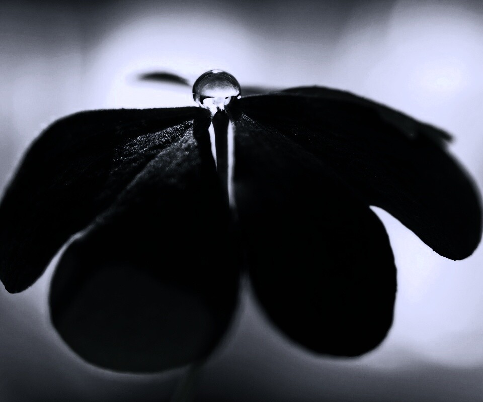 Зеленые листики и капелька воды обои