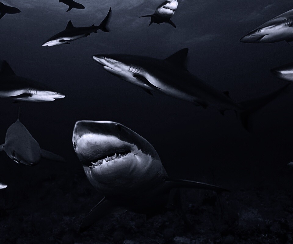 Стая акул обои