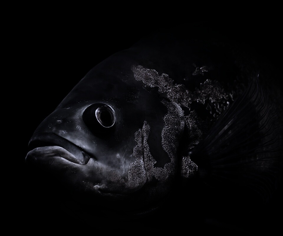 Глубоководный окунь обои