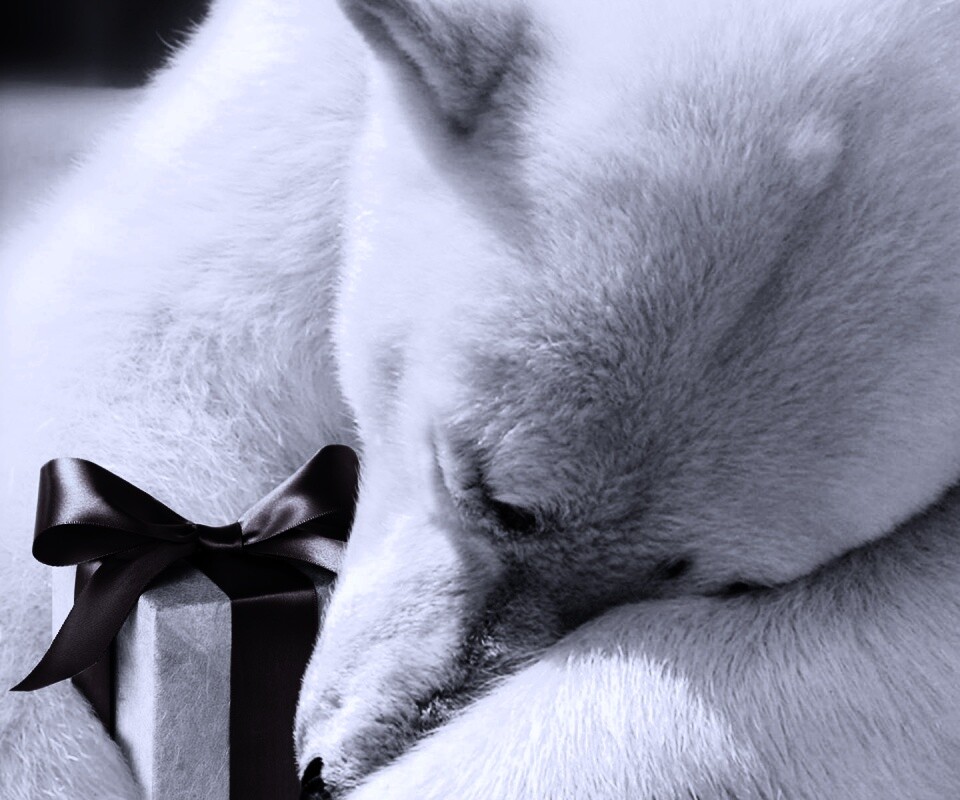 Белый мишка с подарком обои