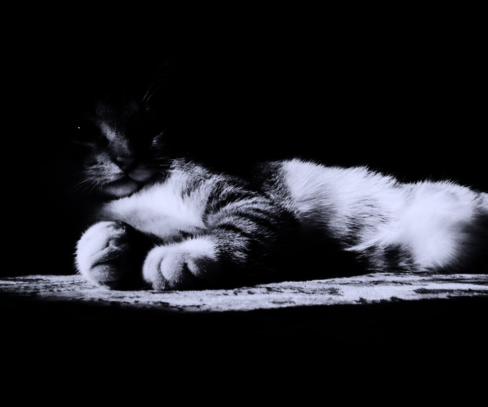 Котик в тени обои