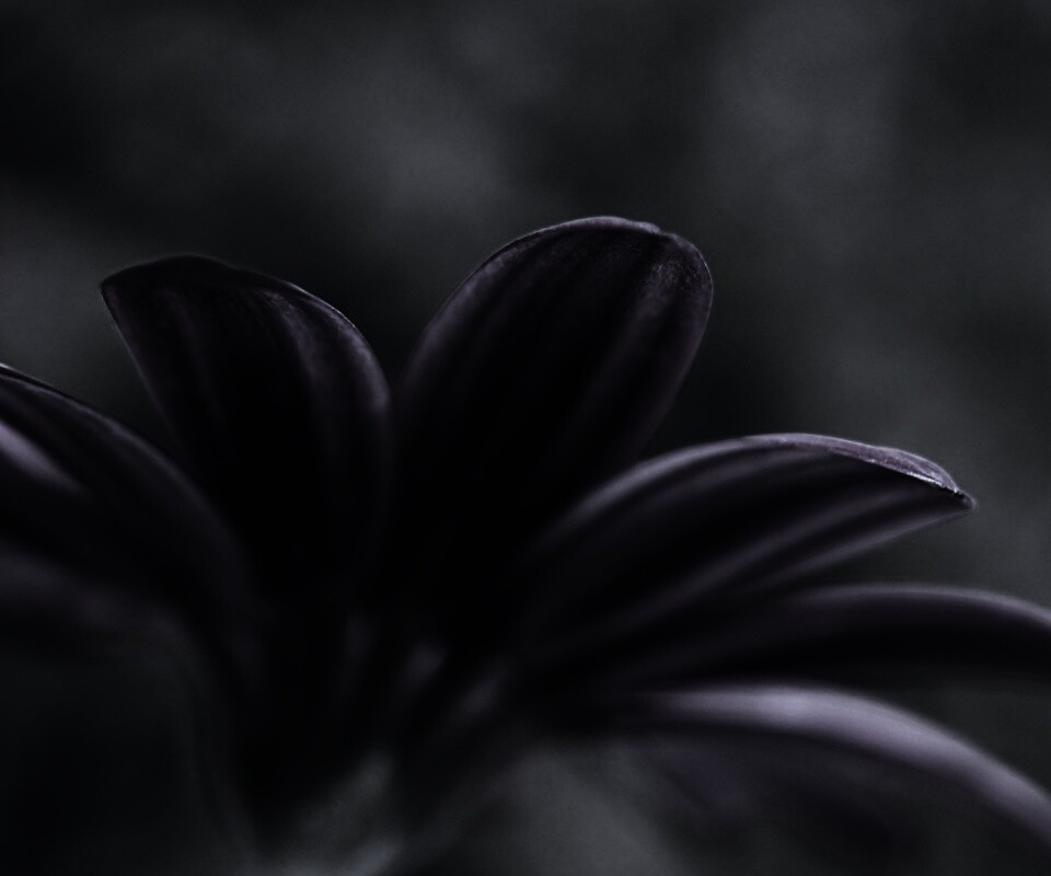 Макро фото цветка обои