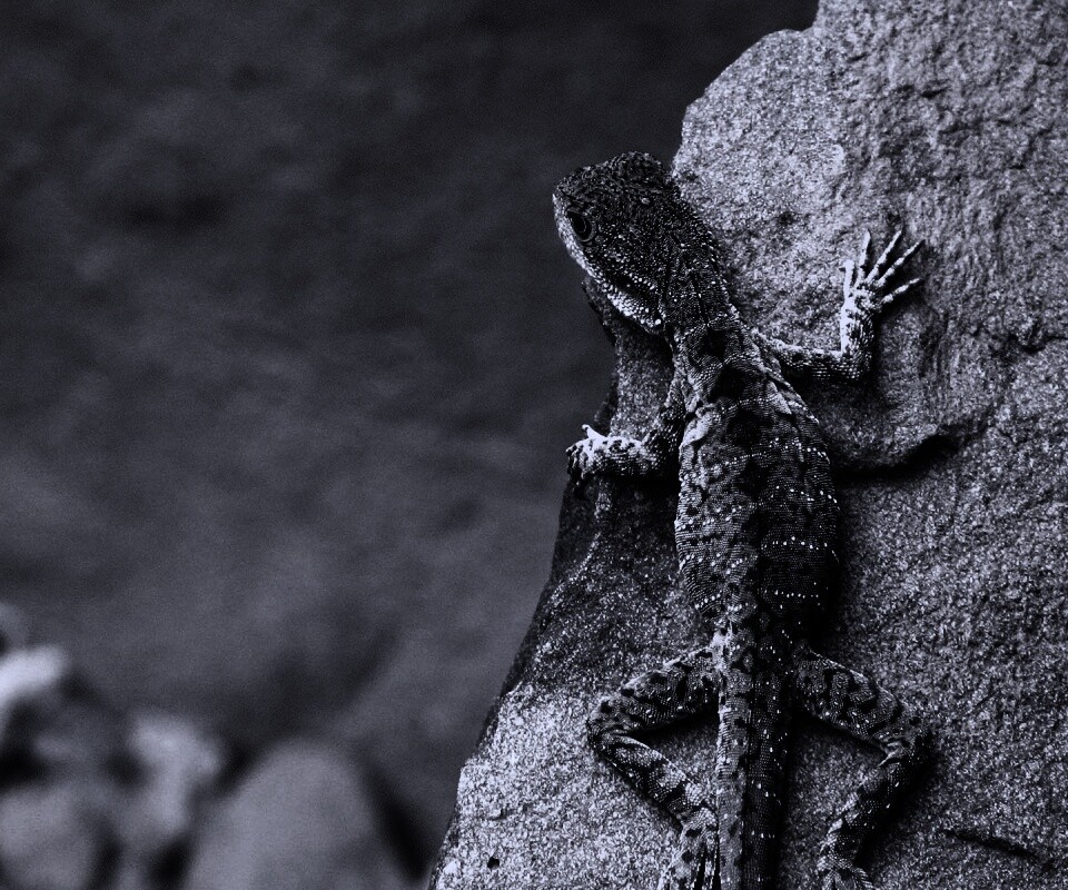 Ящерица на камне обои