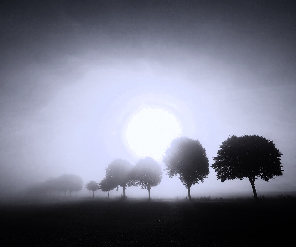 Деревья в поле обои