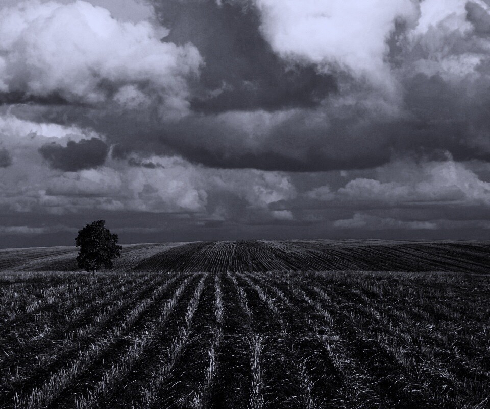 Дерево в поле обои