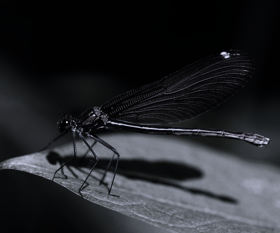 Стрекоза на листе обои