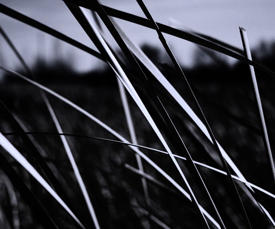 Желтая трава обои