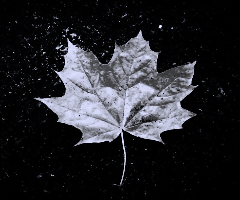 Желтый лист обои