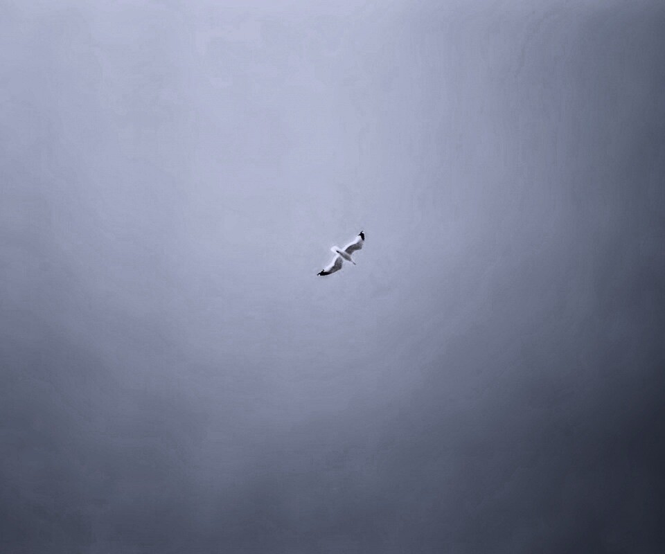 Полет  обои