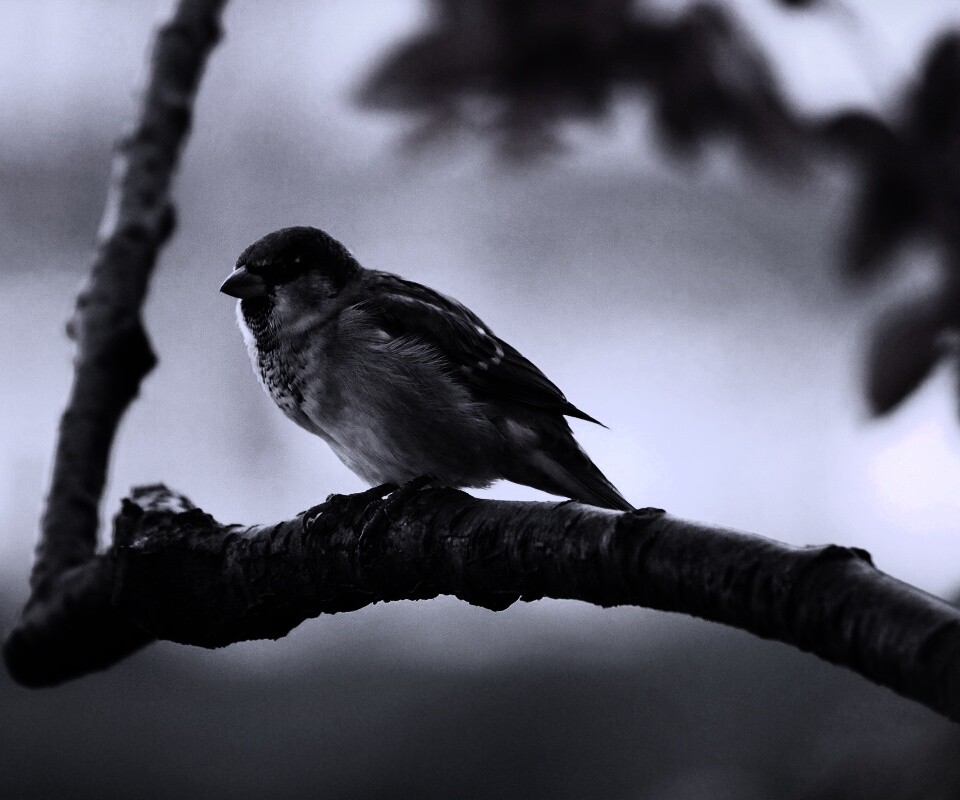 Птичка на ветке обои