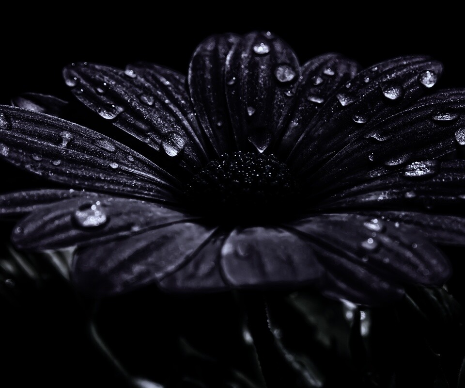 Мокрый от росы фиолетовый цветок обои