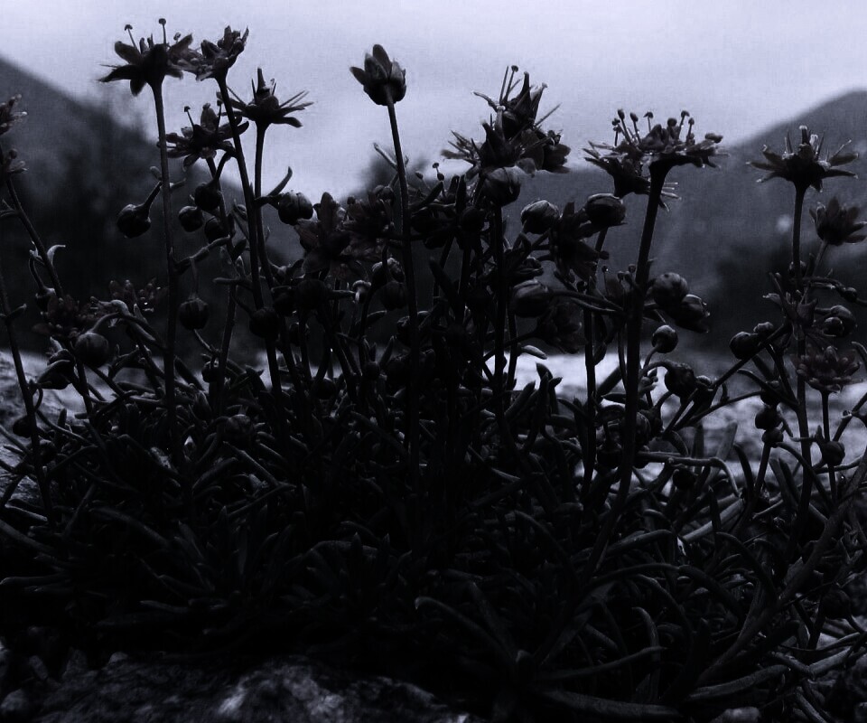 Горные цветы обои