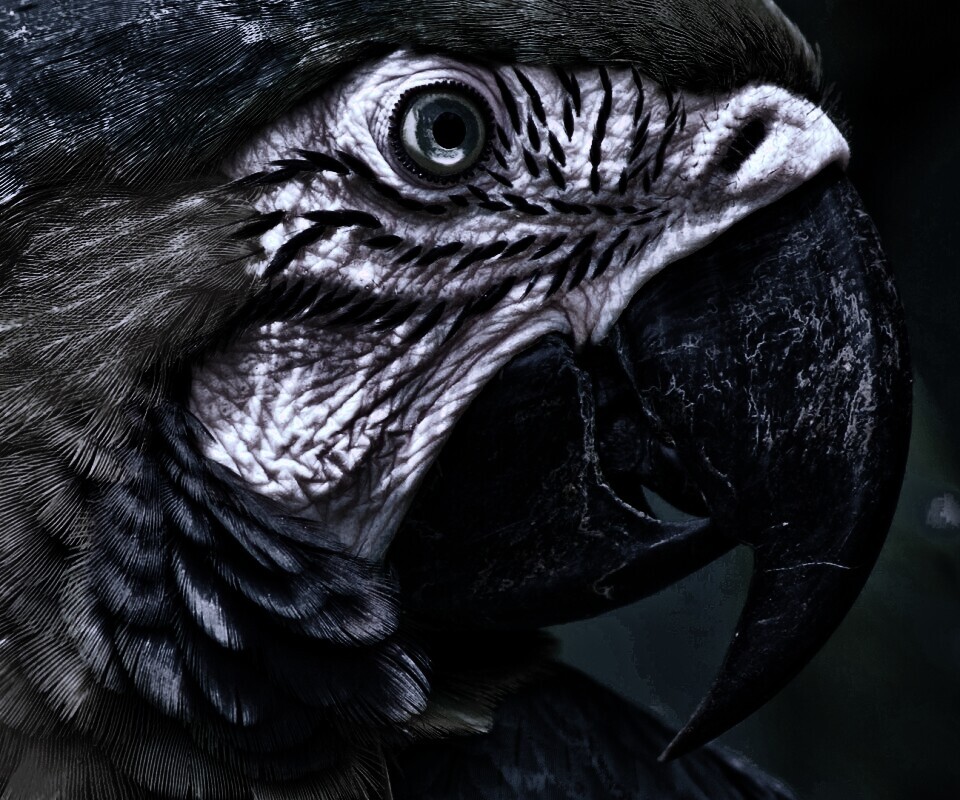 Попугай обои