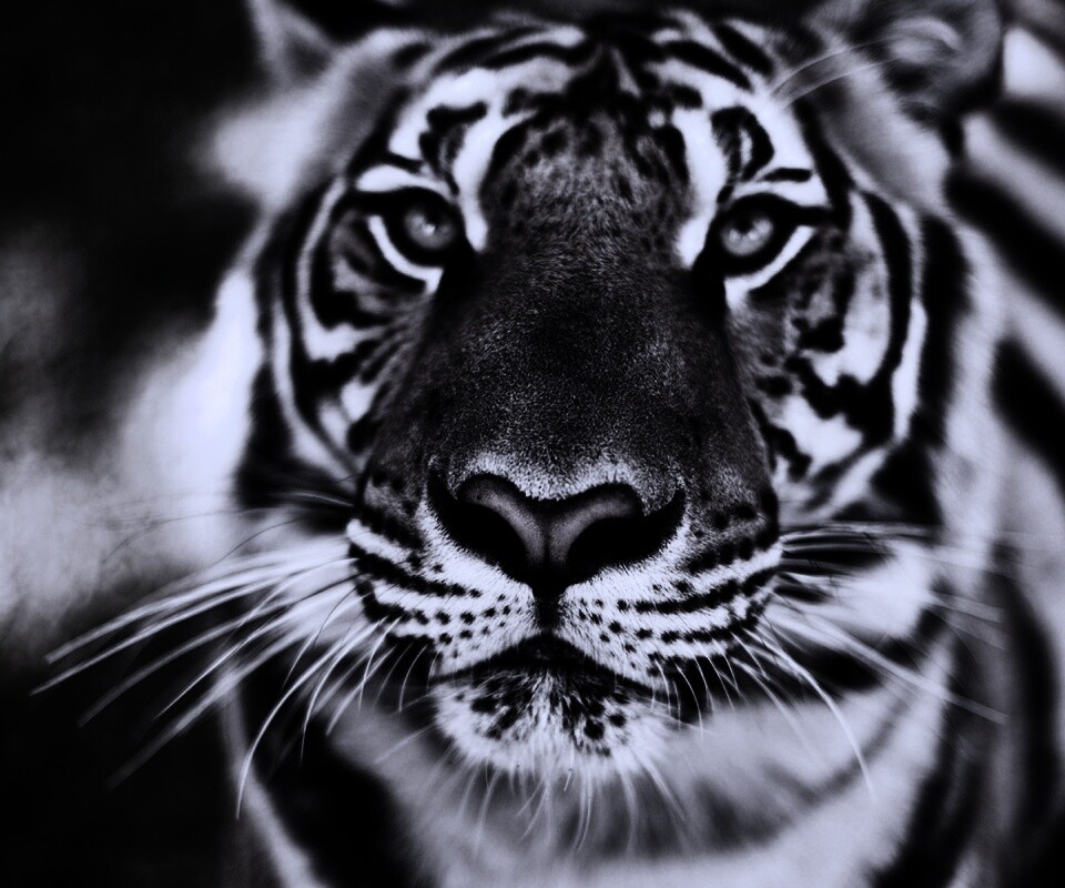 Красавец тигр обои