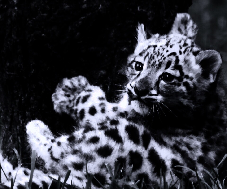 Котенок большой дикой кошки обои