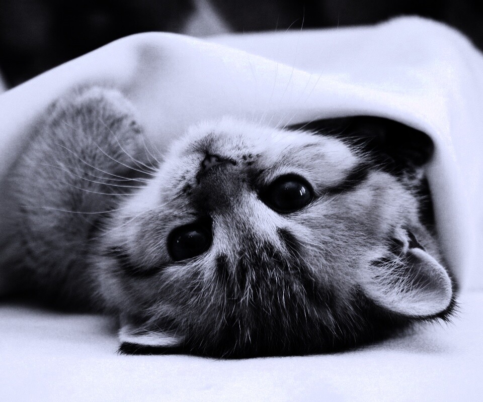 Котёнок вверх ногами обои