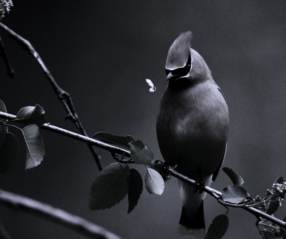 Оранжевая птичка обои