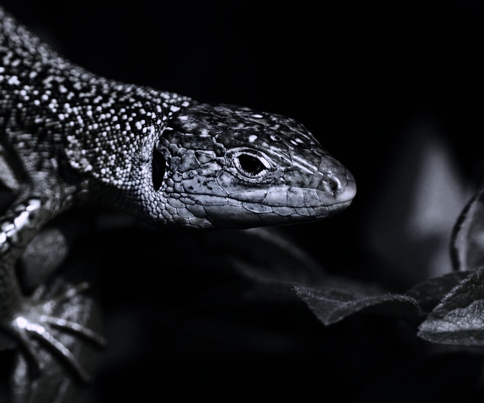 Ящерка на листьях обои