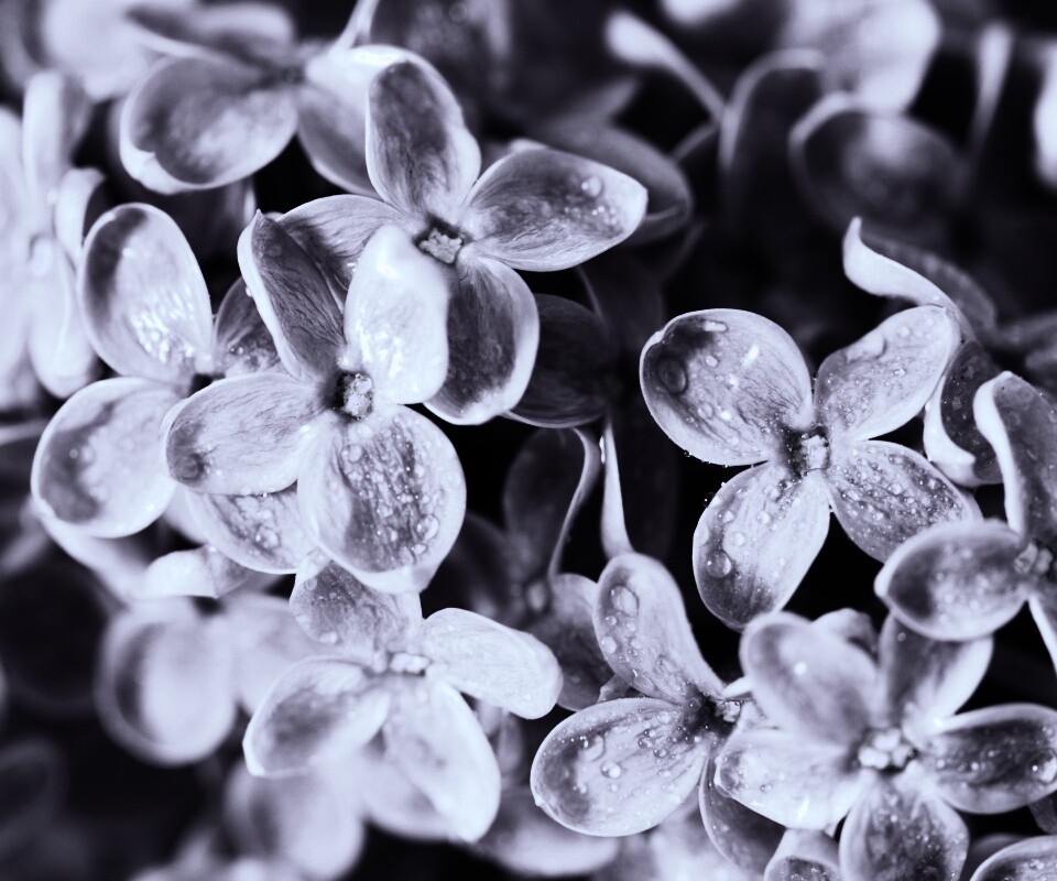 Цветы сирени обои