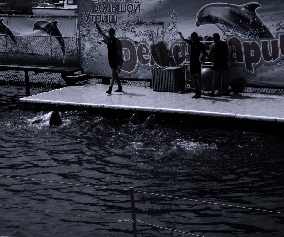 Утро в дельфинарии обои