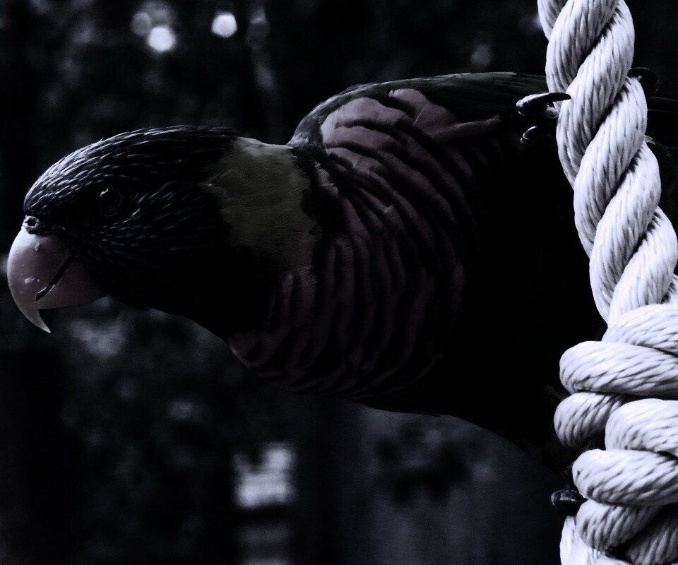 Попугай на канате обои