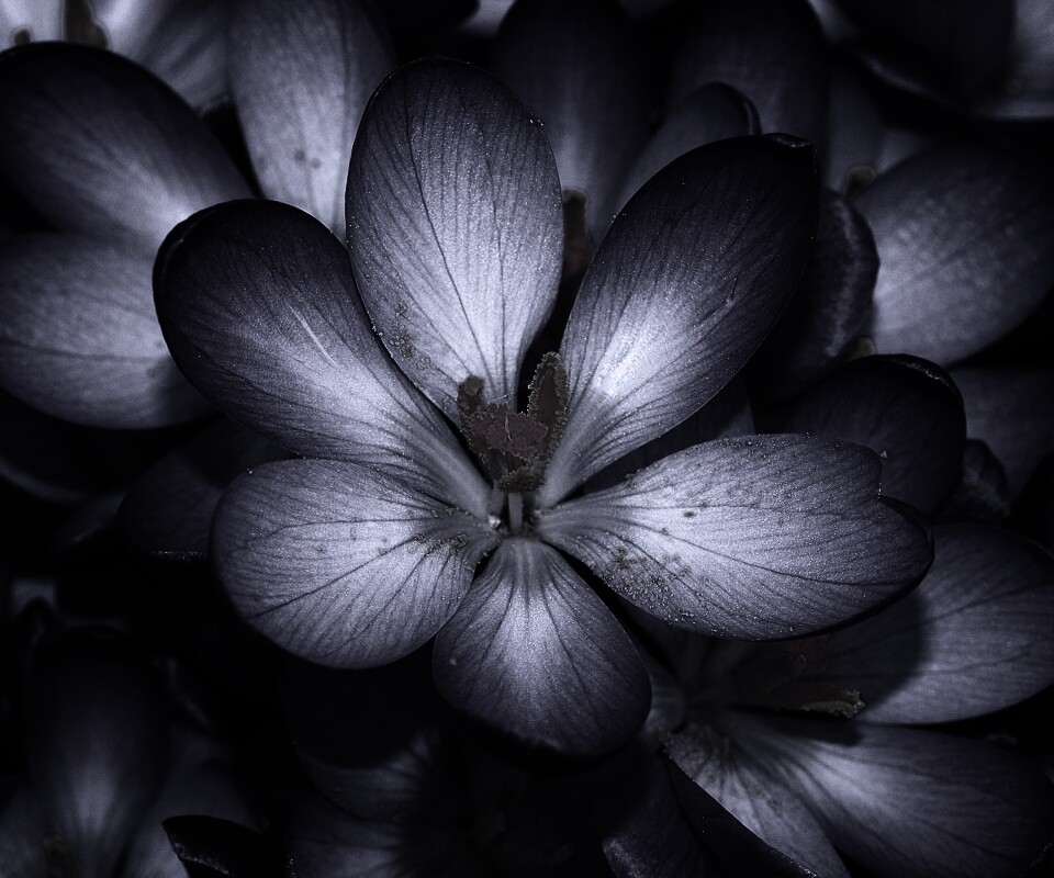 Сиреневый цветок обои