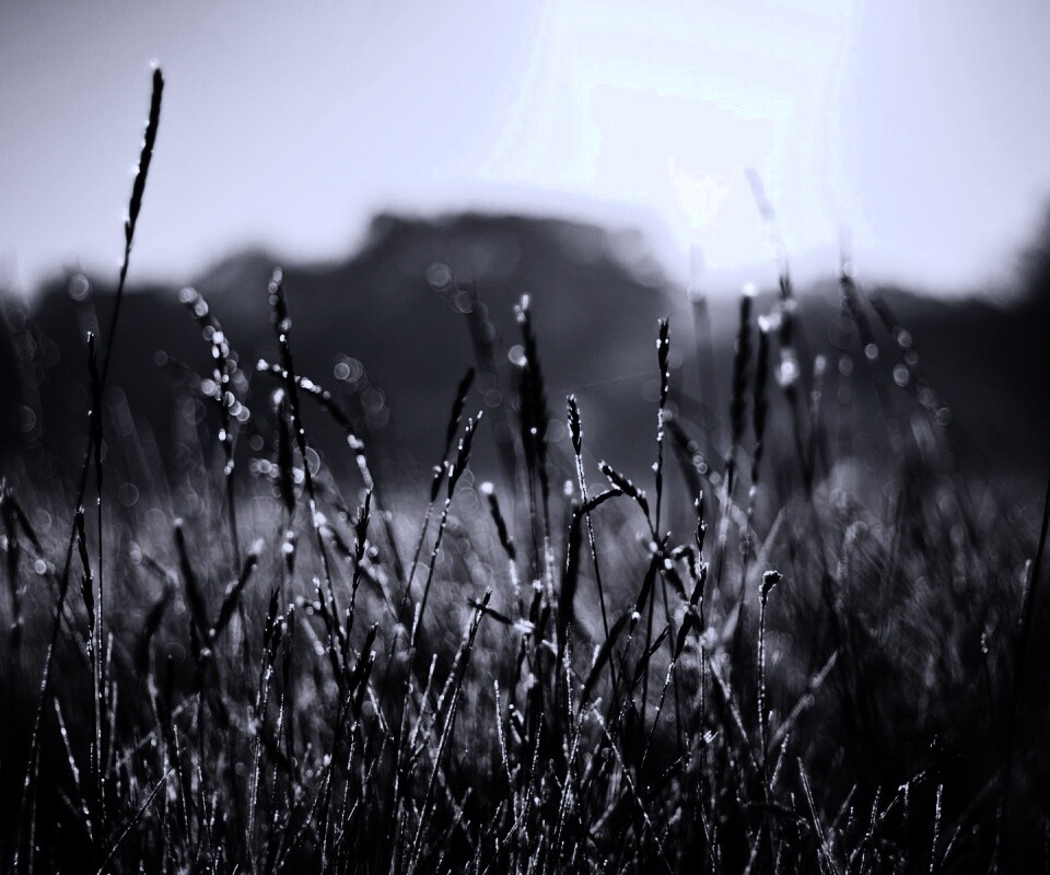 Поле пшеницы обои