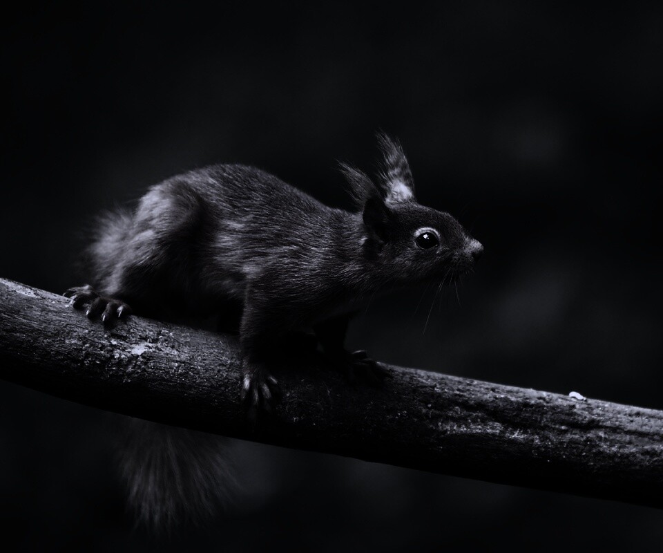 Белочка на ветке обои