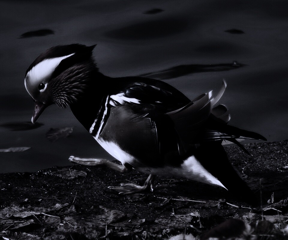 Уточка - мандаринка обои