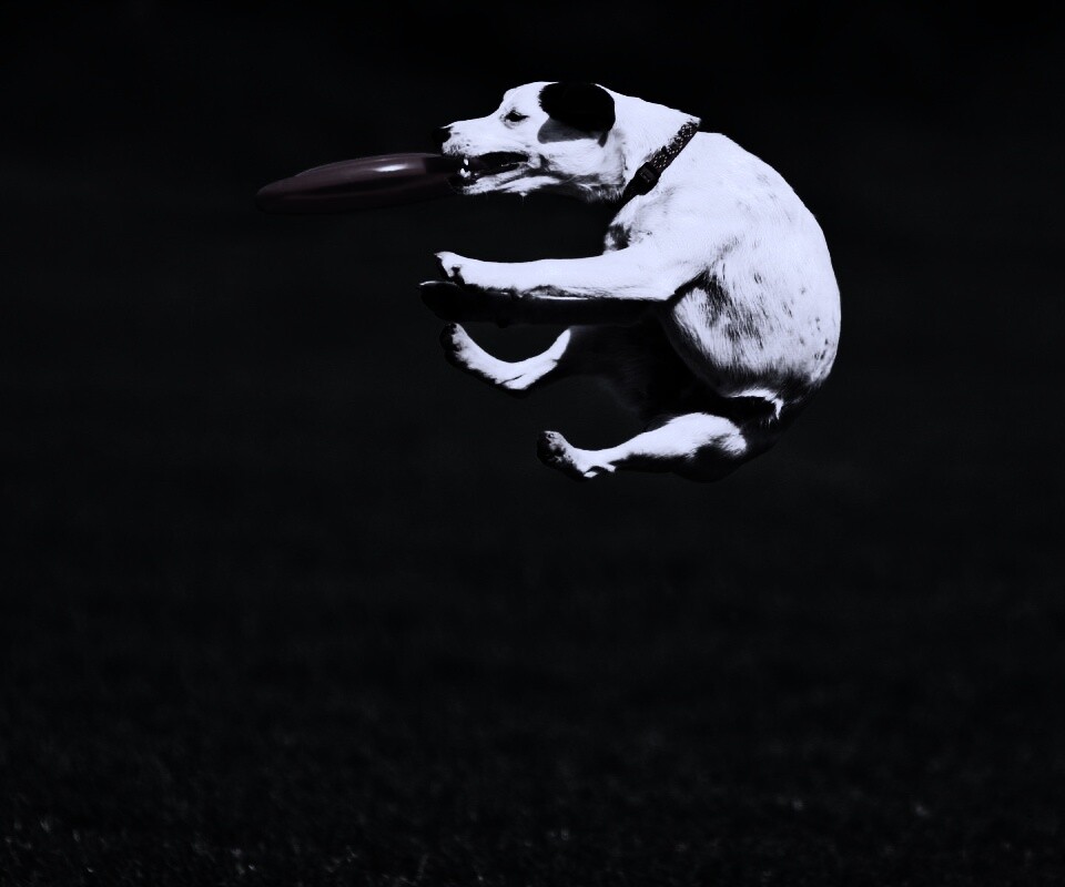 Ловкач обои