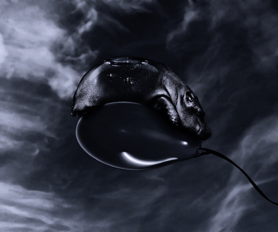 Водяной гиппопотам на шарике обои