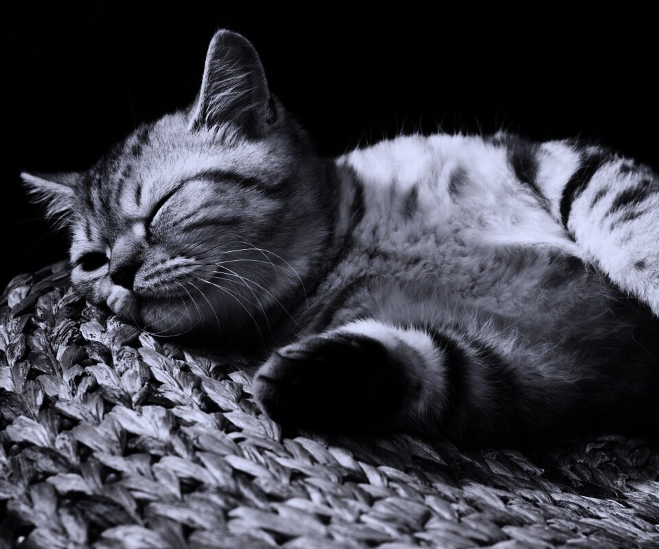 Пушистый кот спит на корзине обои