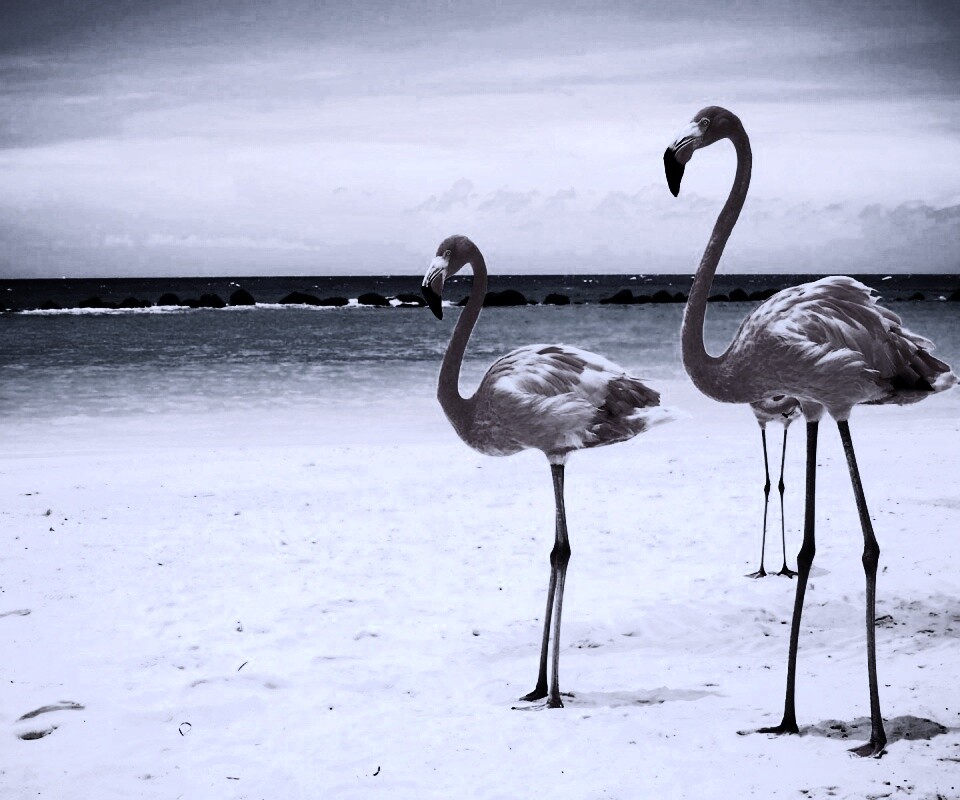 Розовые фламинго на пляже обои