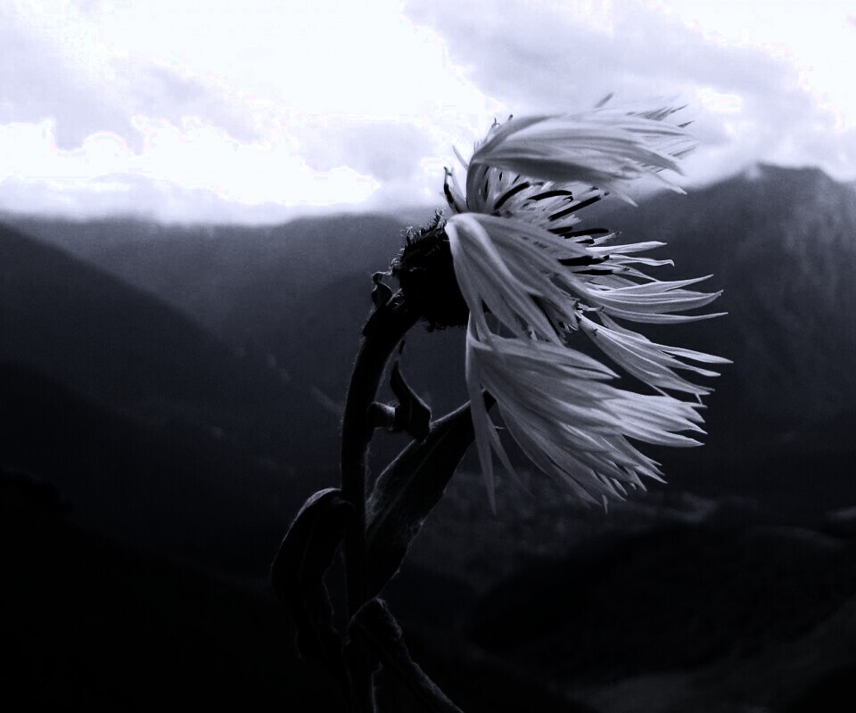 Горный цветок обои