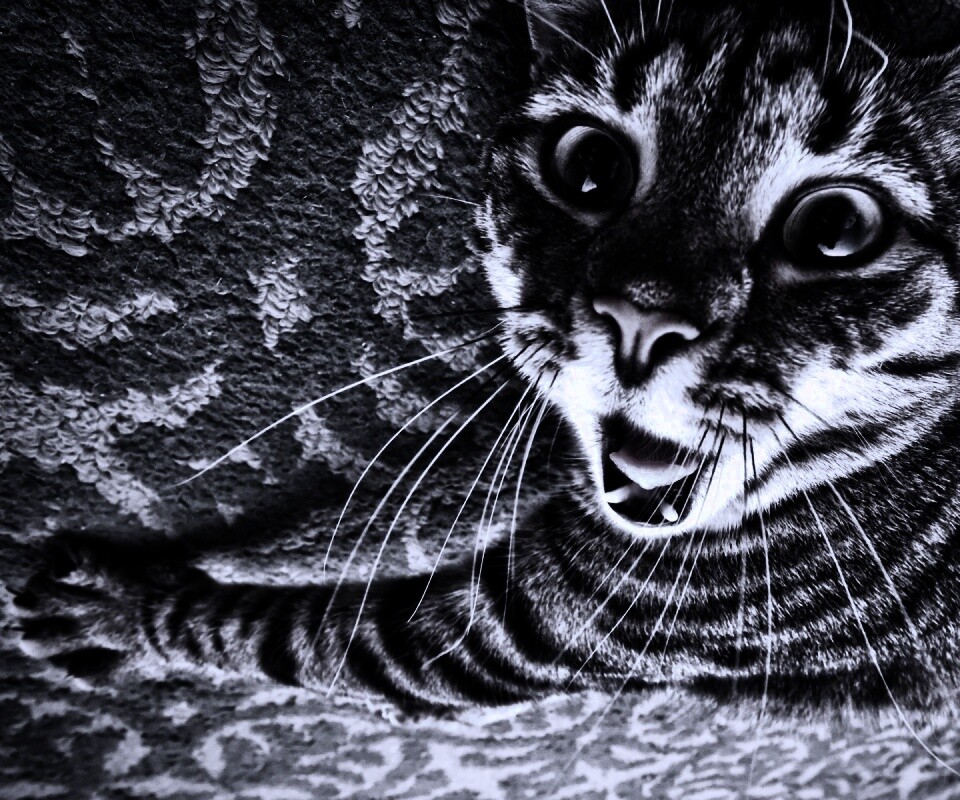 Спалившийся на ковре кошак обои