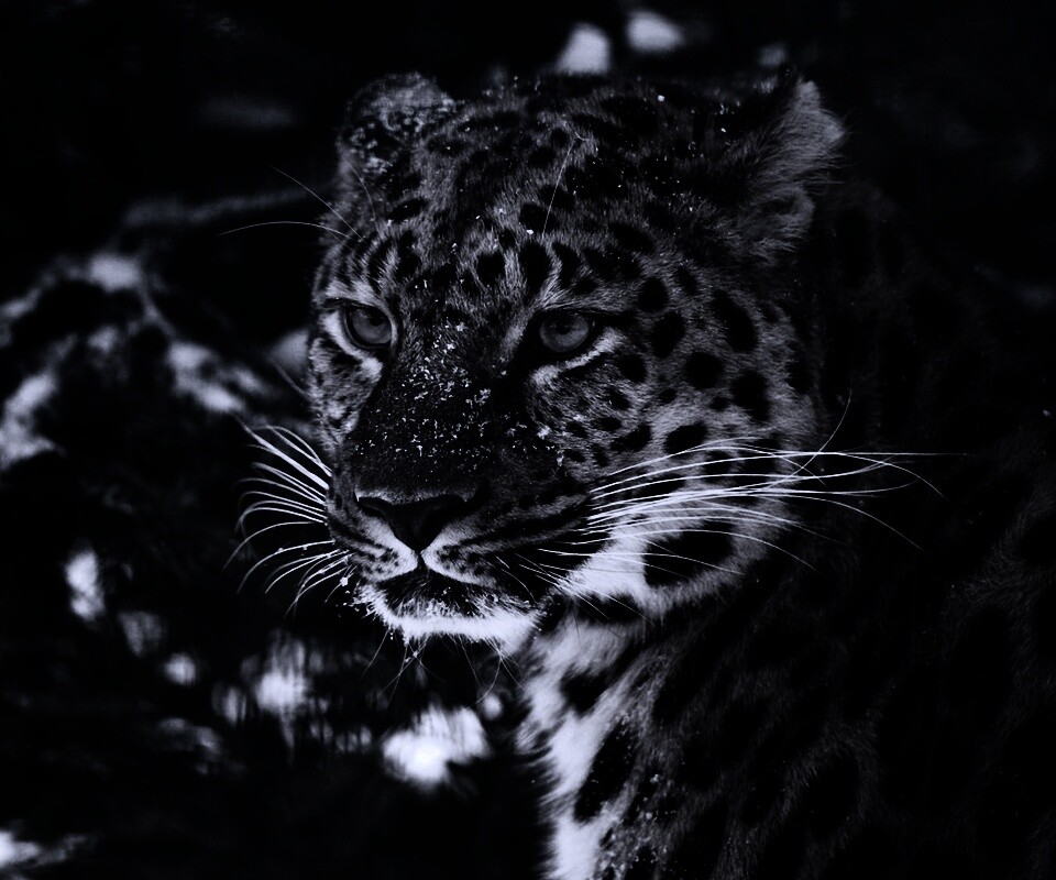 Леопард у заснеженной ели обои