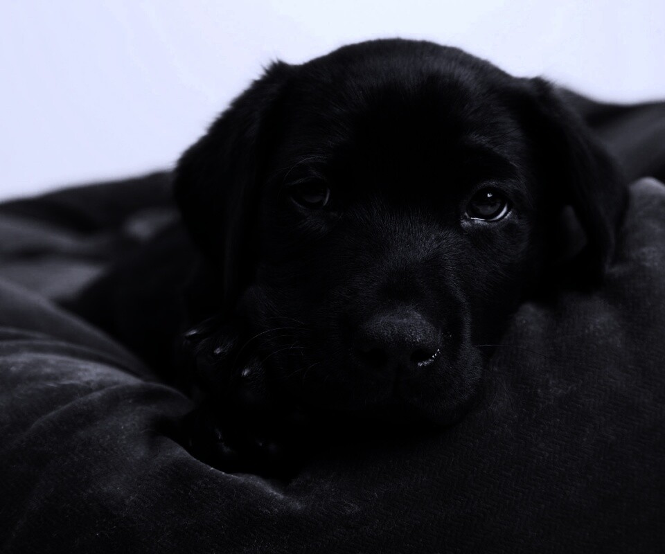 Сонный щенок немецкого поинтера обои