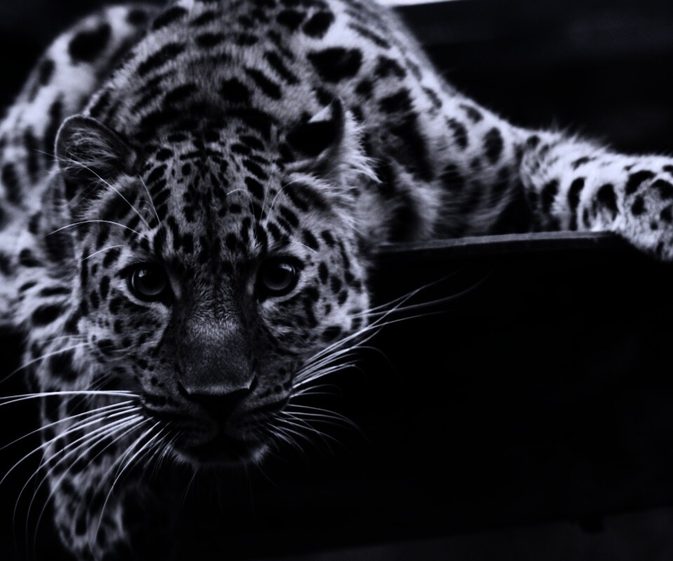 Леопард в зоопарке обои