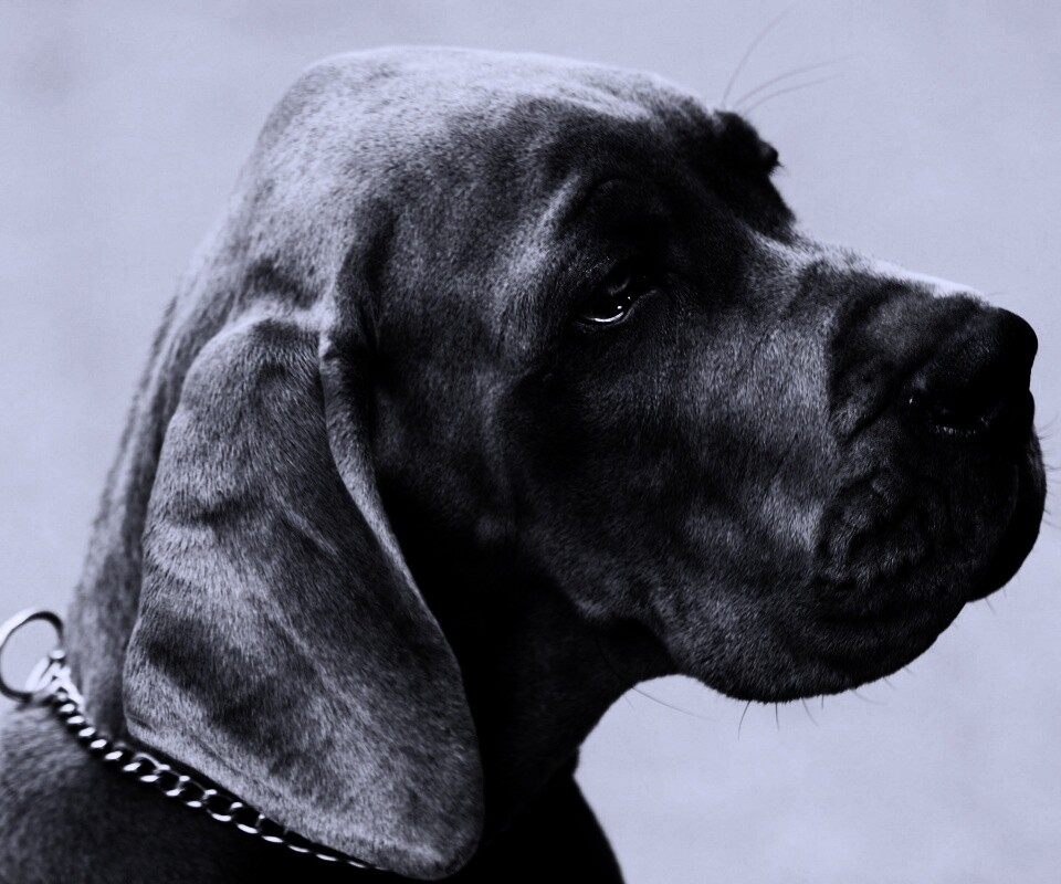 Грустная собака обои