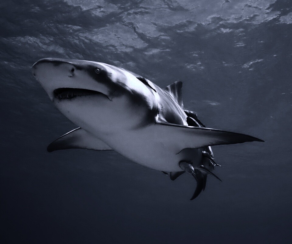 Красивая глубоководная акула обои