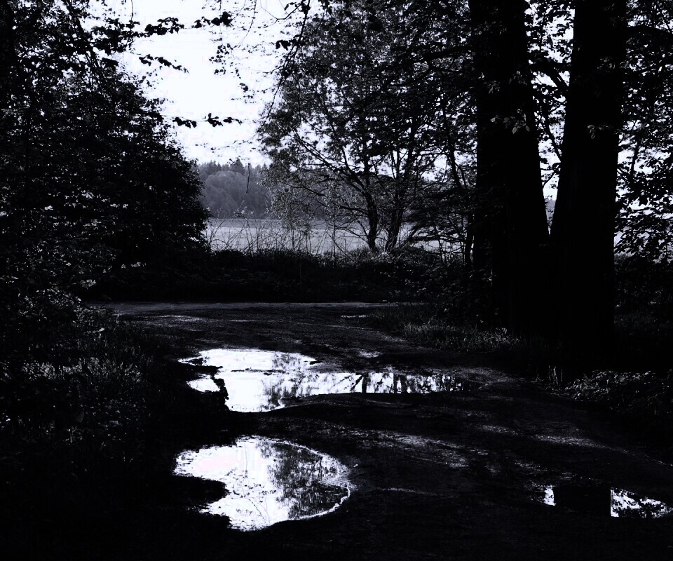 Лесная дорога обои