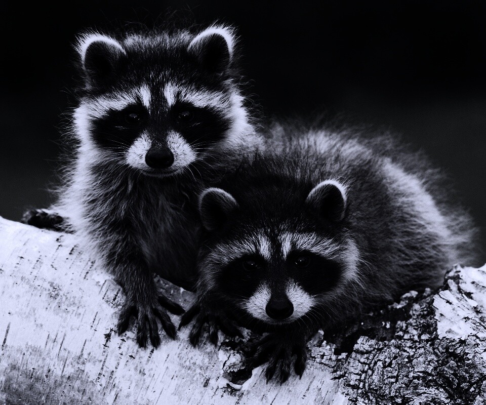 Полосатики обои