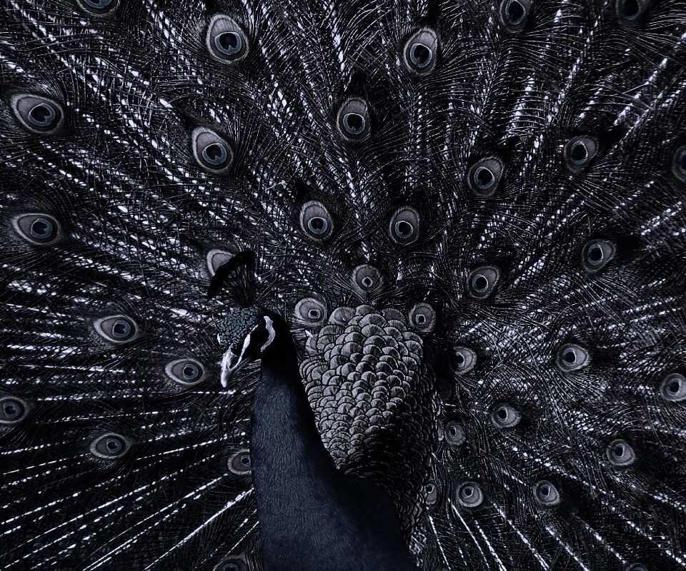 Павлин, говоришь... обои