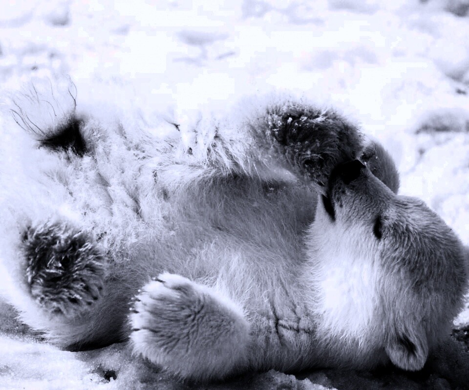 Мишка на севере обои