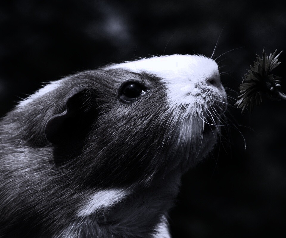 Морская свинка - романтик обои