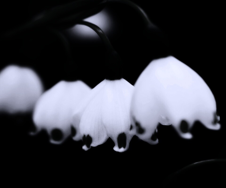 Белые ландыши обои