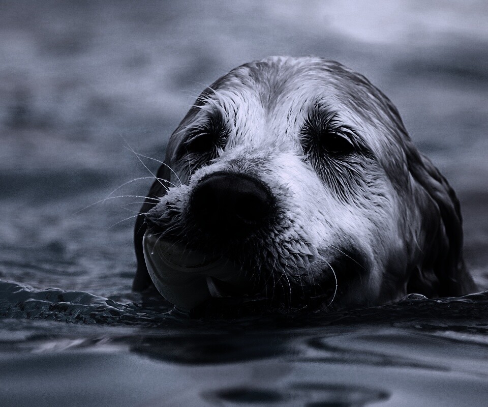 Пёс с игрушкой в зубах обои