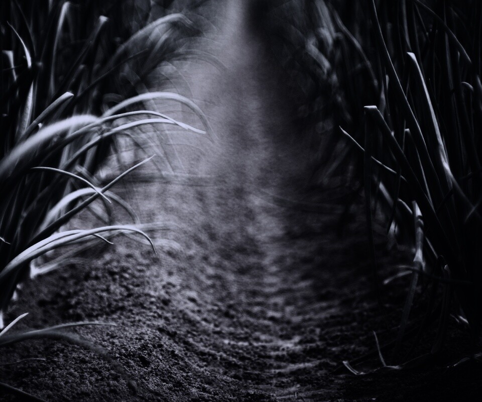 Тропинка в траве обои