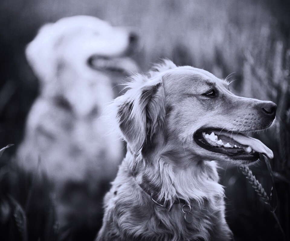 Собаки обои