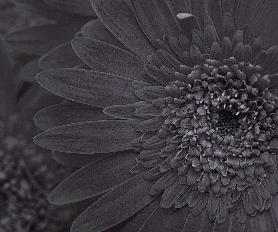 Большой оранжевый гербер обои